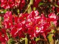 more pink flowers.jpg